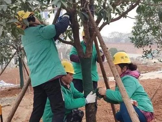 物业小区绿化